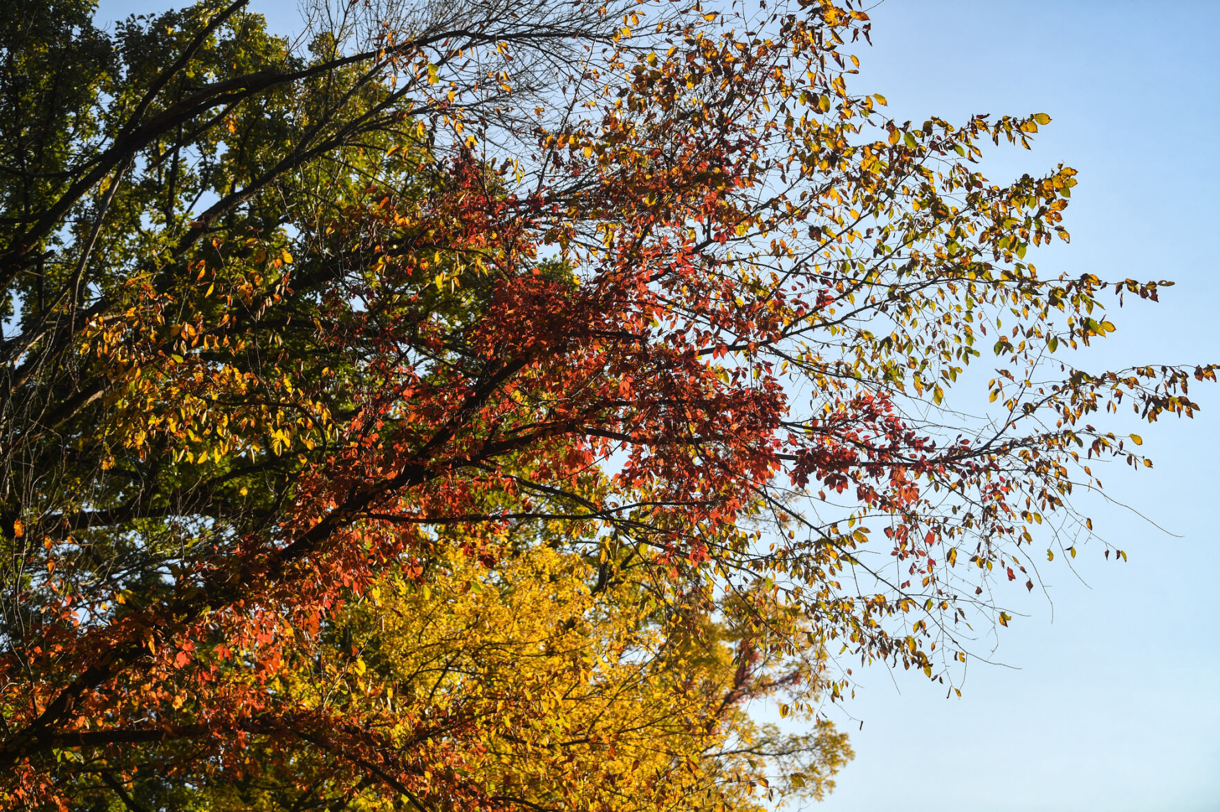 100820-qc-nws-fallcolor-012